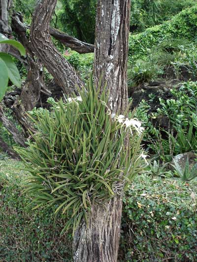 Brassavola Nodosa growing on a tree