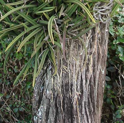 Closeup of orchid roots on a tree