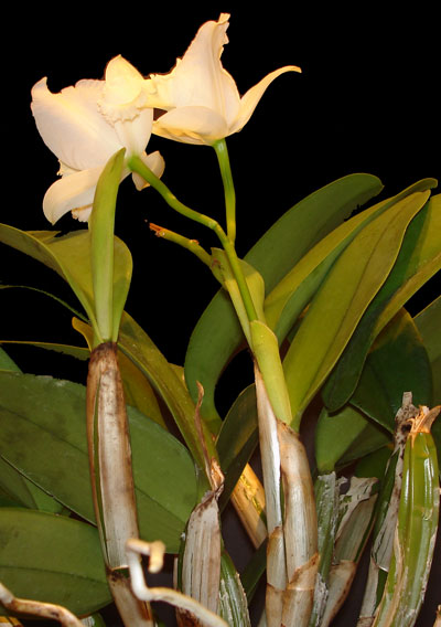Bloom on Cattleya