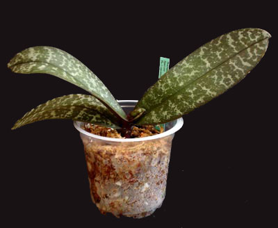Identify Orchid - Phalaenopsis