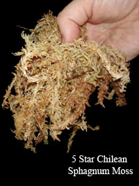 5 Star Chilean Sphagnum Moss