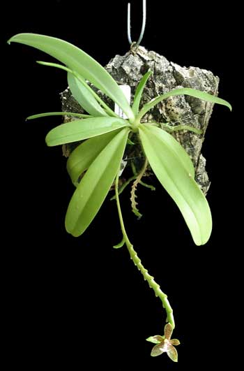 Mounted Phalaenopsis Cornu-Cervi
