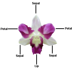 Orchid Petals Sepals and Lip
