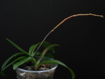 Basal Keiki on Phalaenopsis Orchid