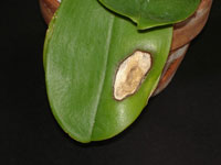 Sunburned Orchid Leaf