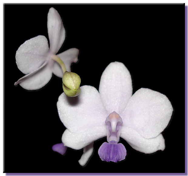 Doritaenopsis Siam Treasure