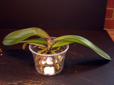 Repot Orchid