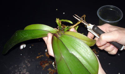Repot Orchid