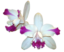 Cattleya intermedia var orlata
