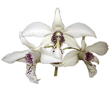 Dendrobium Bill Takamatsu