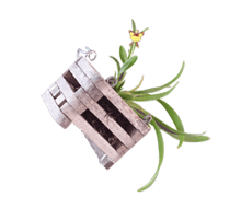 Miniature Oncidium in 4" Vanda Basket
