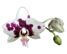 Harlequin Phalaenopsis
