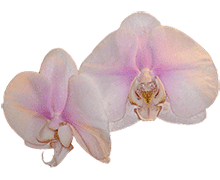 Phalaenopsis Mary Brooks