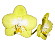 Phalaenopsis Taisuco Glory